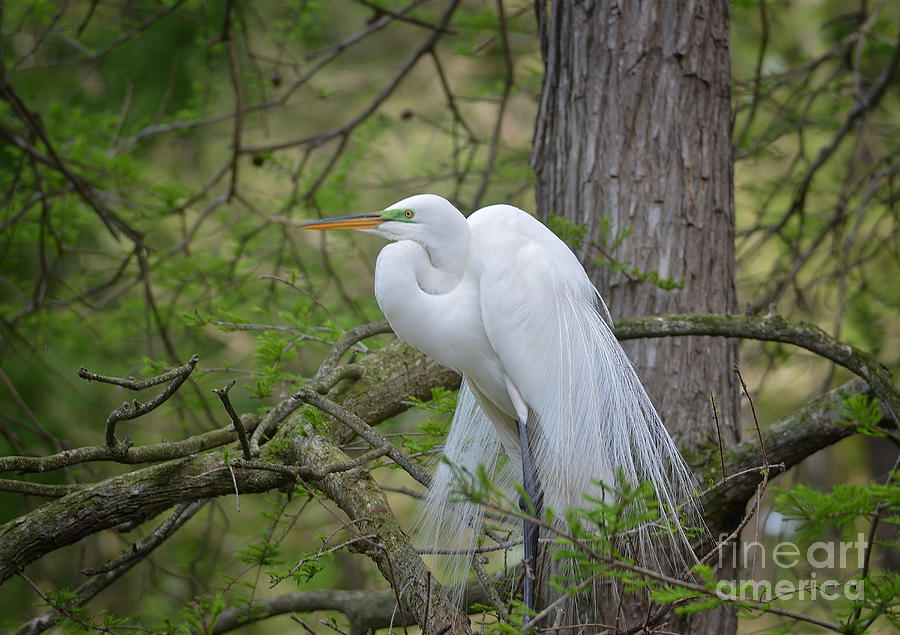 Great Egret In A Cypress Tree Photograph by Kathy Baccari