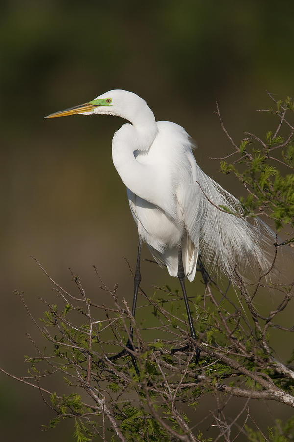 Great Egret In Breeding Plumage Florida Photograph by Tom Vezo