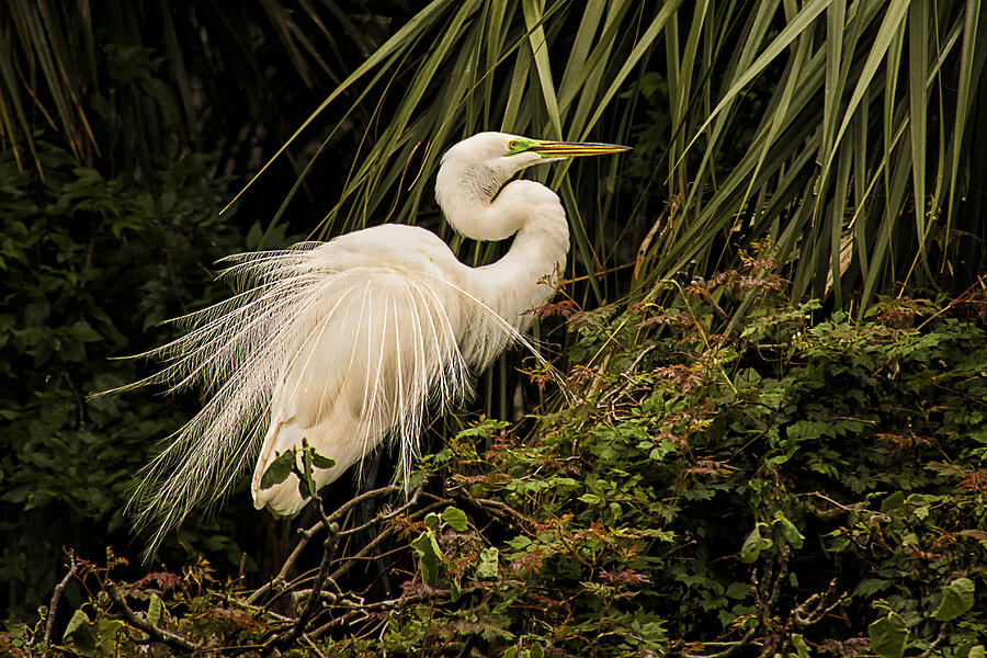 Nature Photograph - Great Egret in Breeding Plumage by Priscilla Burgers