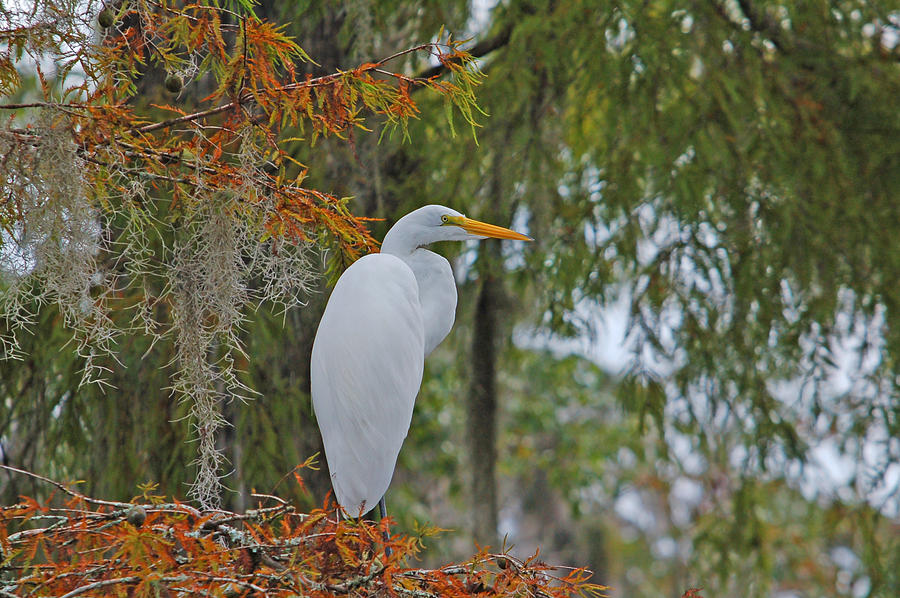 Great Egret in Cypress Swamp Photograph by Gerald DeBoer