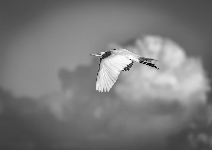 Great Egret In Flight Black and White Photograph by Thomas Young