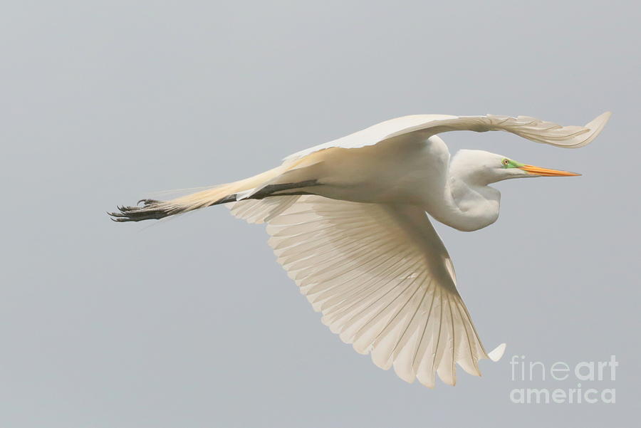 Great Egret in Flight Photograph by Carol Groenen