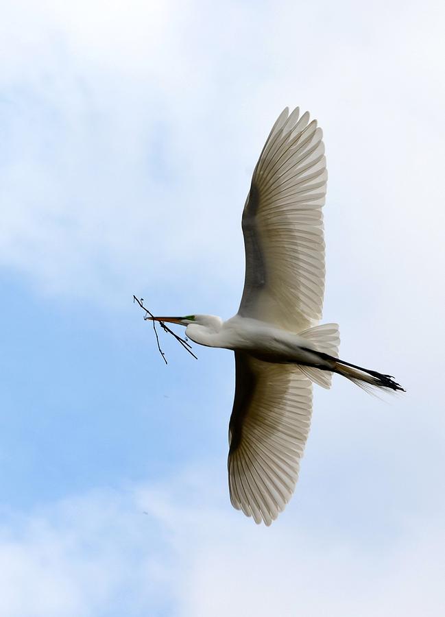 Great Egret In Flight Photograph by Richard Bryce and Family