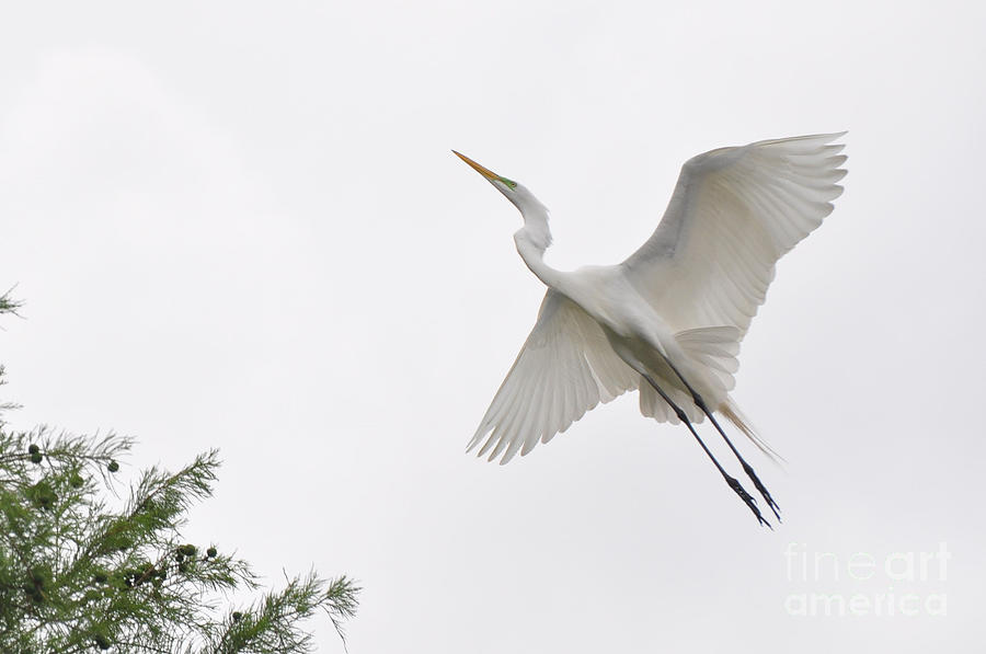 Great Egret in Flight Photograph by Savannah Gibbs