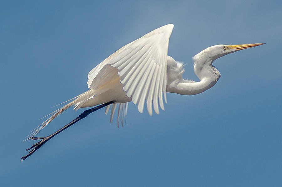 Great Egret in Flight TWO Photograph by Charles Moore - Pixels