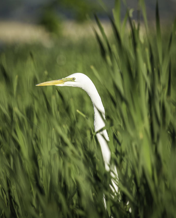 Great Egret In The Cattails Photograph by Thomas Young
