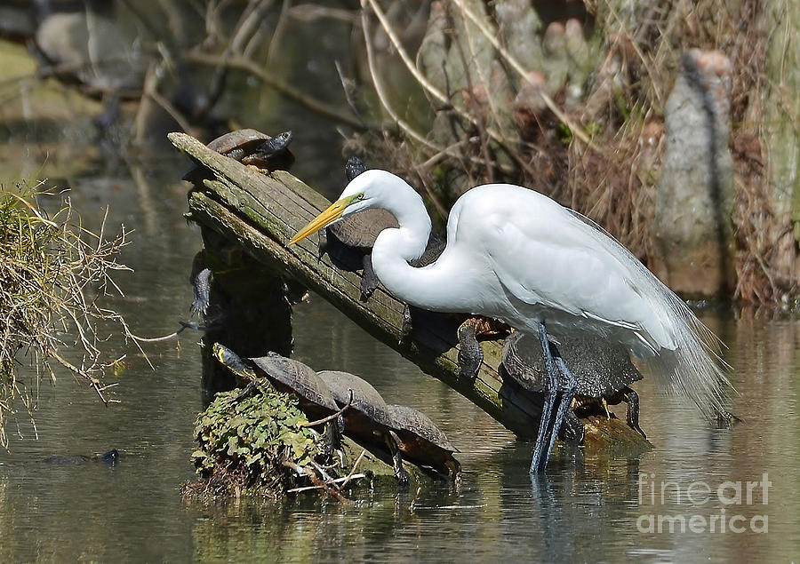 Great Egret In The Swamps Photograph by Kathy Baccari