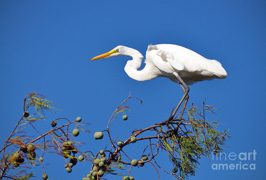 Great Egret in Tree Photograph by Savannah Gibbs
