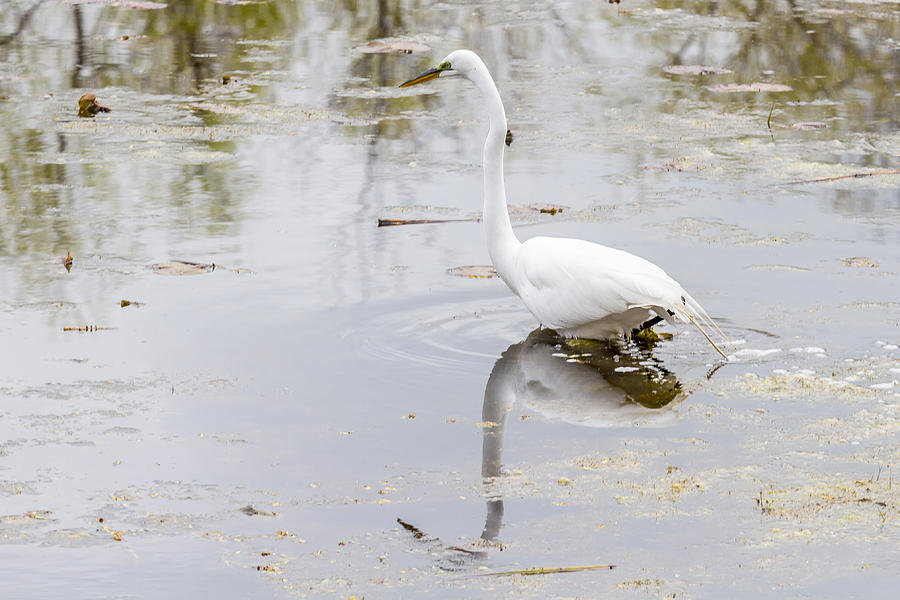 Great Egret Photograph by Jack R Perry