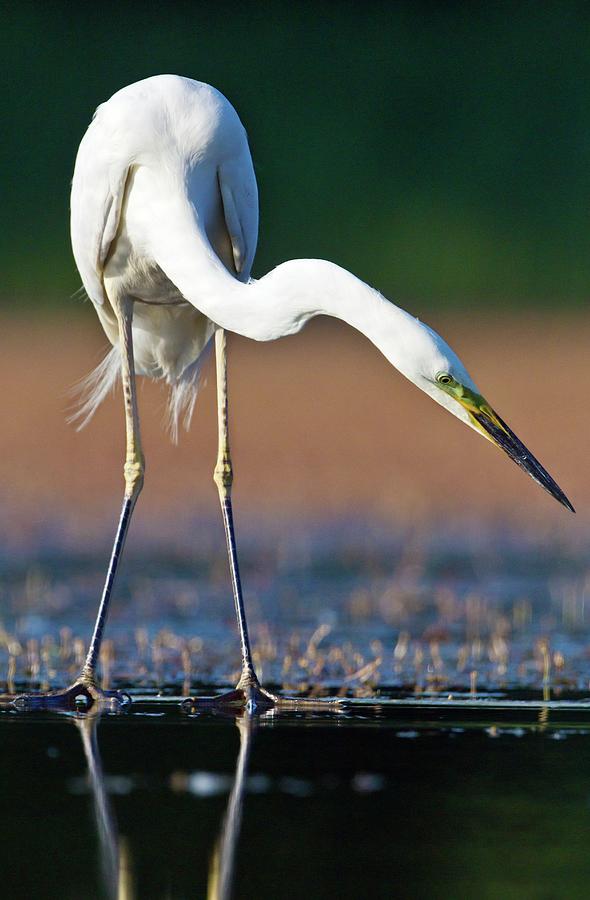 Animal Photograph - Great Egret by John Devries/science Photo Library