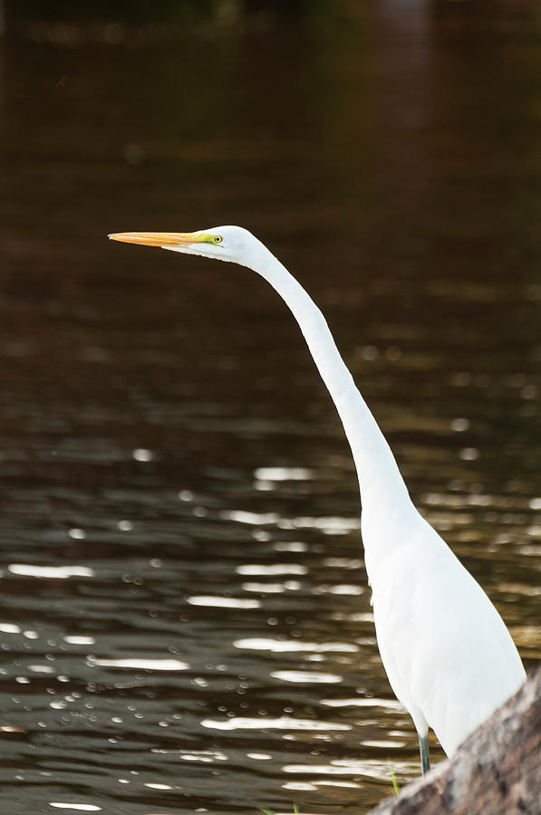 Great Egret Photograph by John Elk Iii