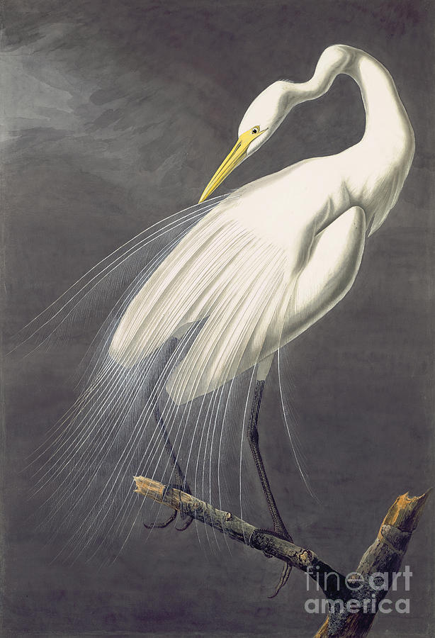 Great Egret Painting by Celestial Images