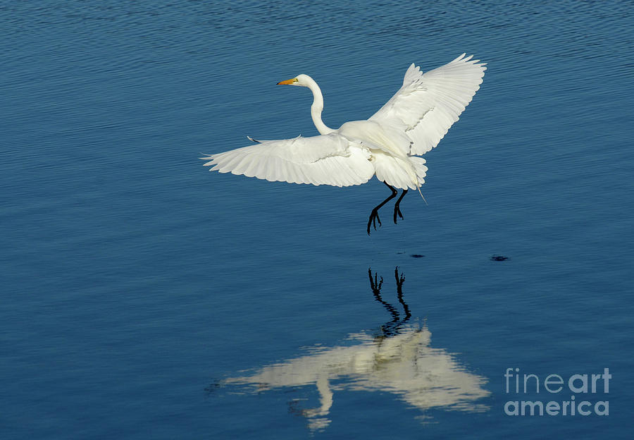 Great Egret Landing Photograph by Bob Christopher