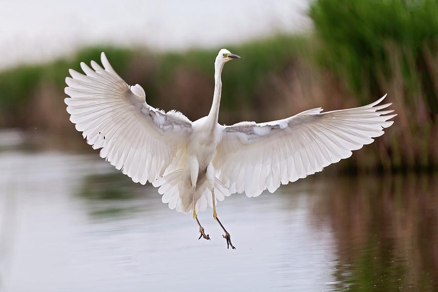 Great Egret Landing Photograph by John Devries/science Photo Library ...