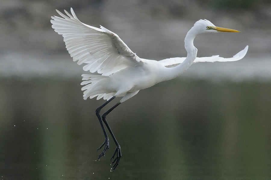 Great Egret Landing Sarawak Borneo Photograph by Ch'ien Lee - Fine Art ...