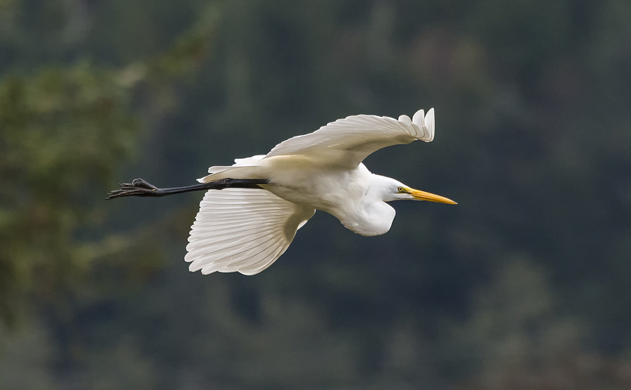 Nature Photograph - Great Egret by Loree Johnson