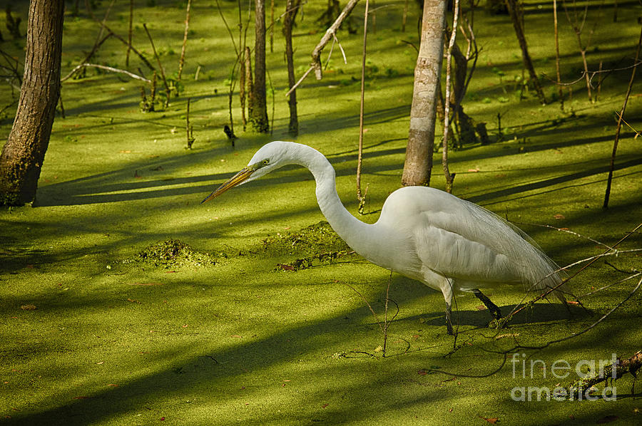 Great Egret Magnolia Plantation Photograph by Carrie Cranwill