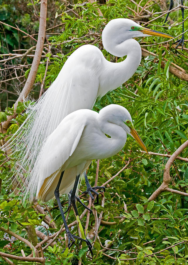 Great Egret Male And Female Photograph by Millard H. Sharp - Pixels