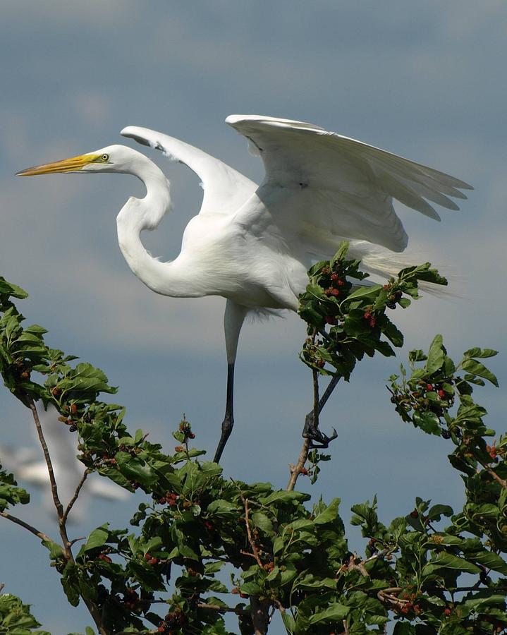 Great Egret Photograph by James Peterson