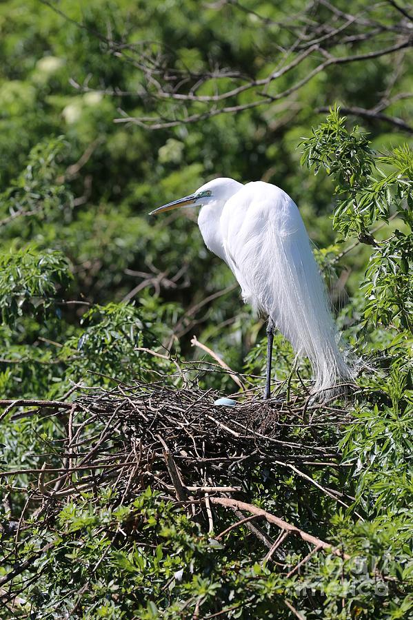 Great Egret Nest Photograph by Carol Groenen