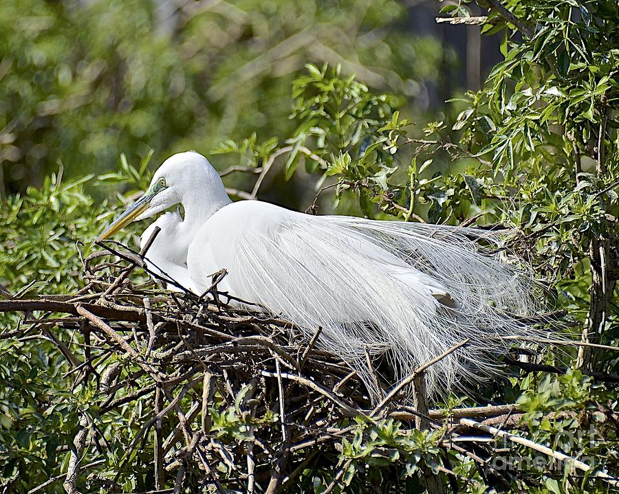 Great Egret Nesting Photograph by Carol  Bradley