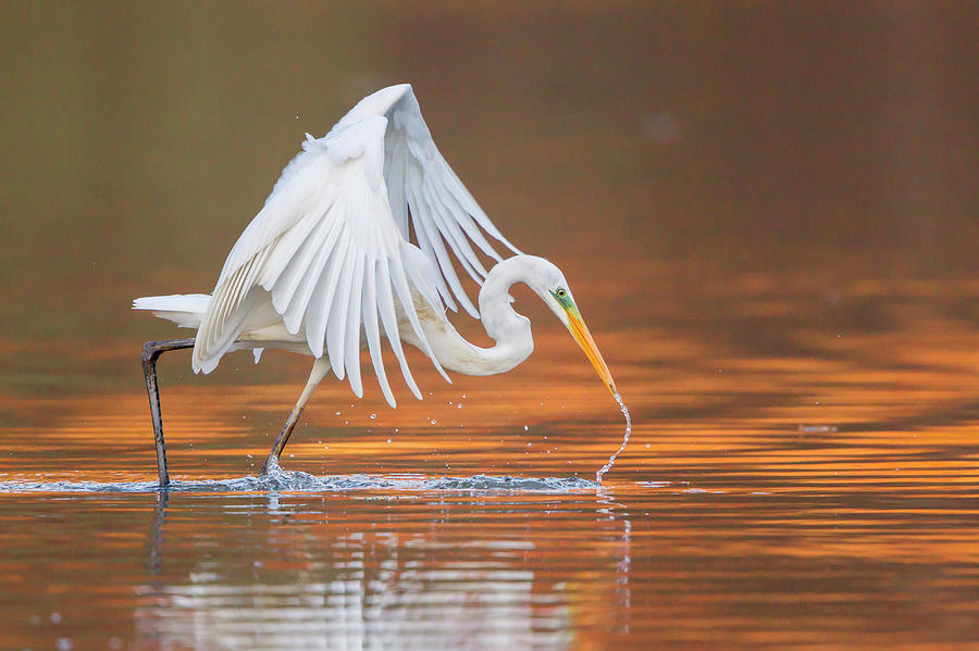 Great Egret Or Great White Heron -ardea Photograph by Wilfried Martin