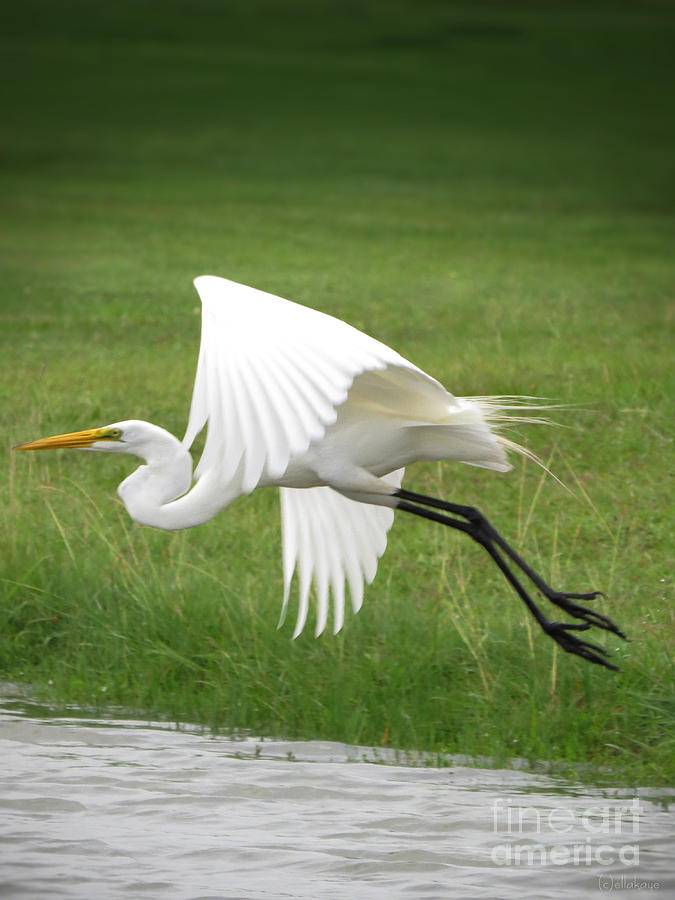 Great Egret Over Land and Water Photograph by Ella Kaye Dickey