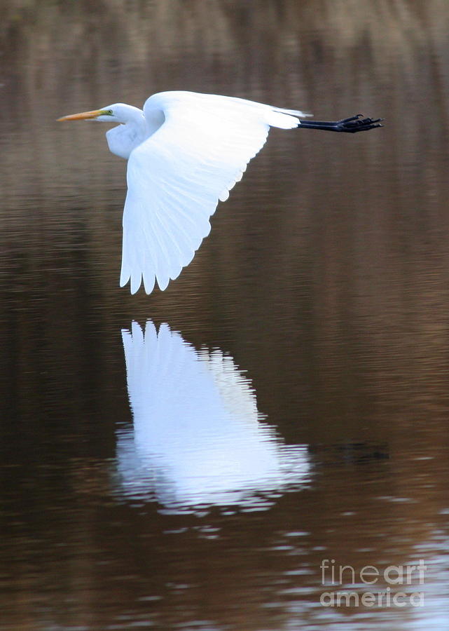 Great Egret over the Pond Photograph by Carol Groenen