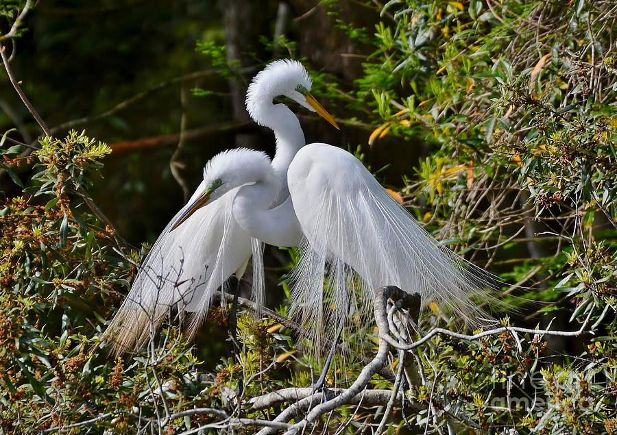 Egret Photograph - Great Egret Pair by Kathy Baccari