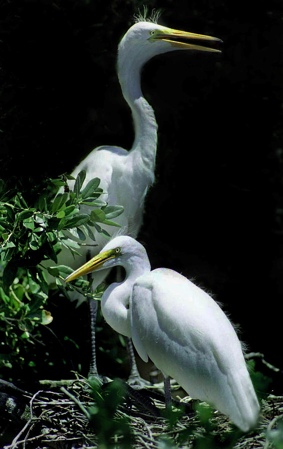 Great Egret Pair Photograph by Skip Willits