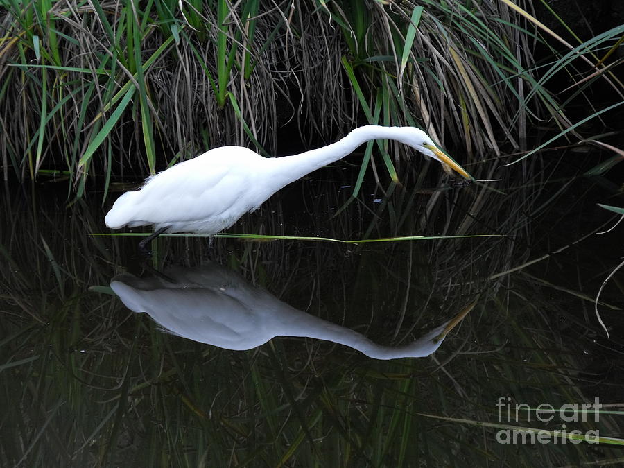 Great Egret Photograph