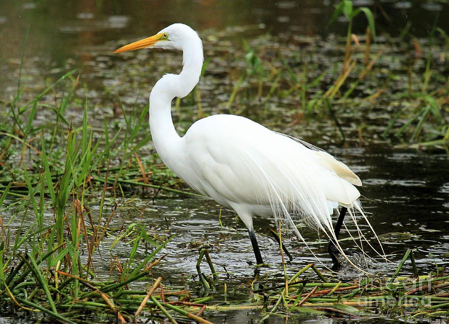 Great Egret Plumes Photograph by Adam Jewell - Fine Art America