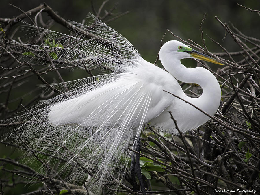 Great Egret Preening Photograph by Fran Gallogly