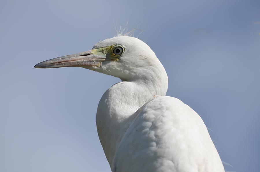 Great Egret Profile Photograph by Richard Bryce and Family