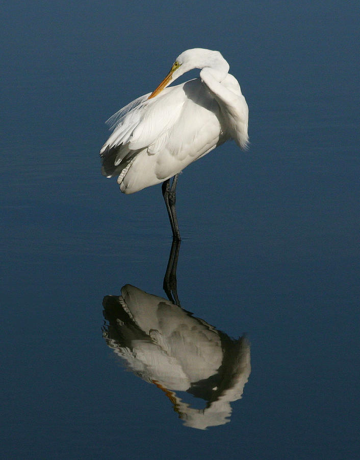 Egret Photograph - Great Egret Reflection 11X14 by David Lynch