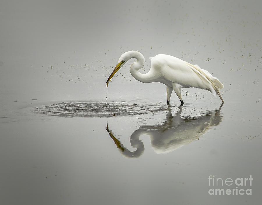 Great Egret Photograph by Ronald Lutz