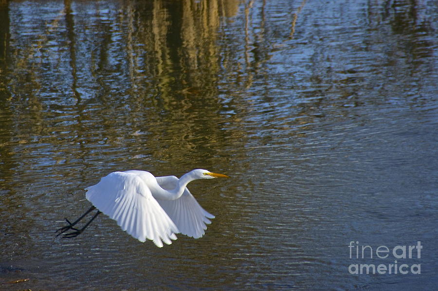 Great Egret Photograph by Sean Griffin