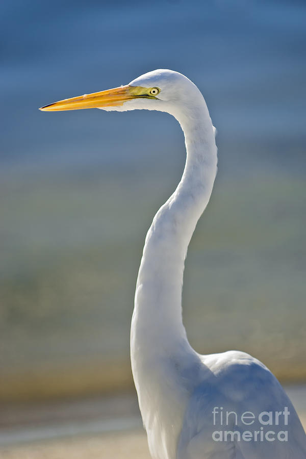 Egret Photograph - Great Egret Standing Tall by Patrick Lynch