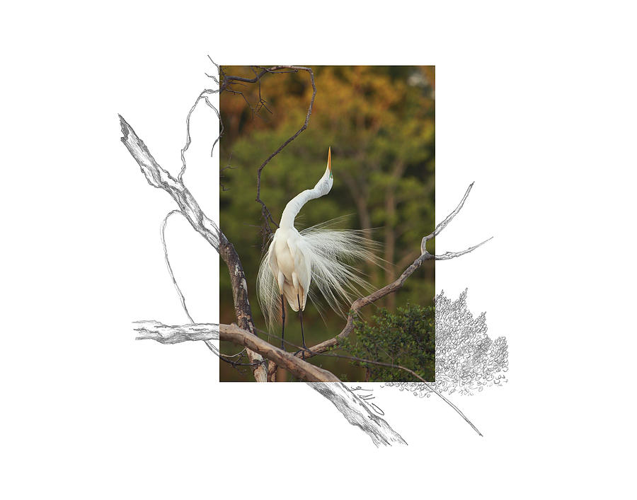 Great Egret - stretch Photograph by Andrew McInnes