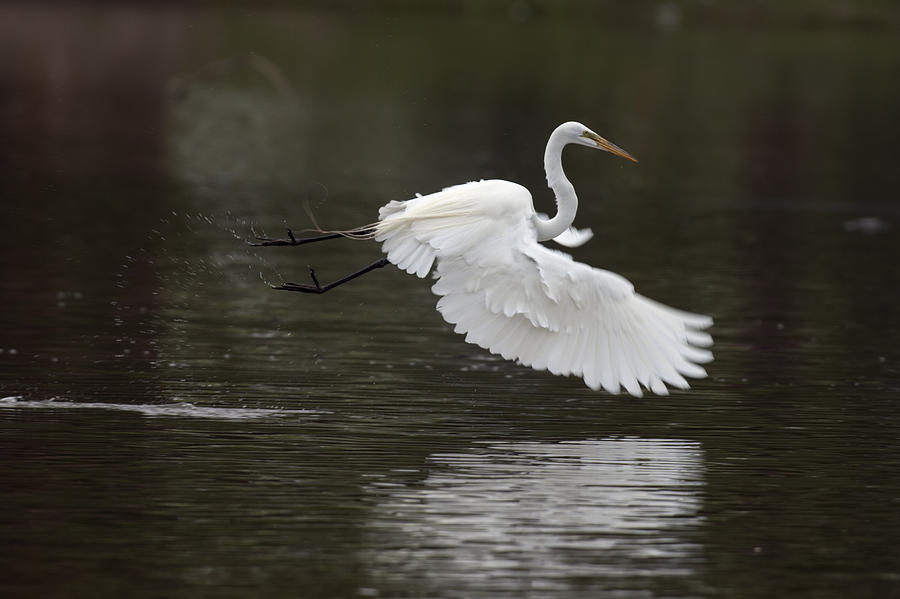 Great Egret Takeoff Photograph