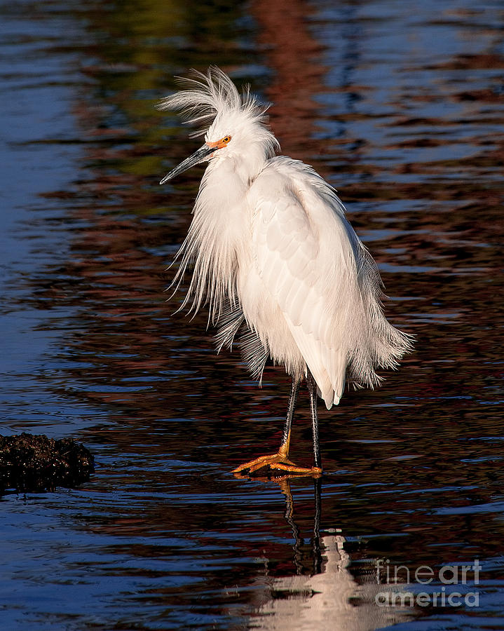 Great Egret Walking On Water Photograph by Jerry Cowart