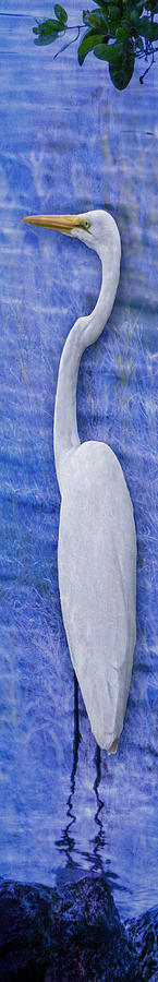 Great Egret White Egret Tall Light Blue Photograph by Bob Coates