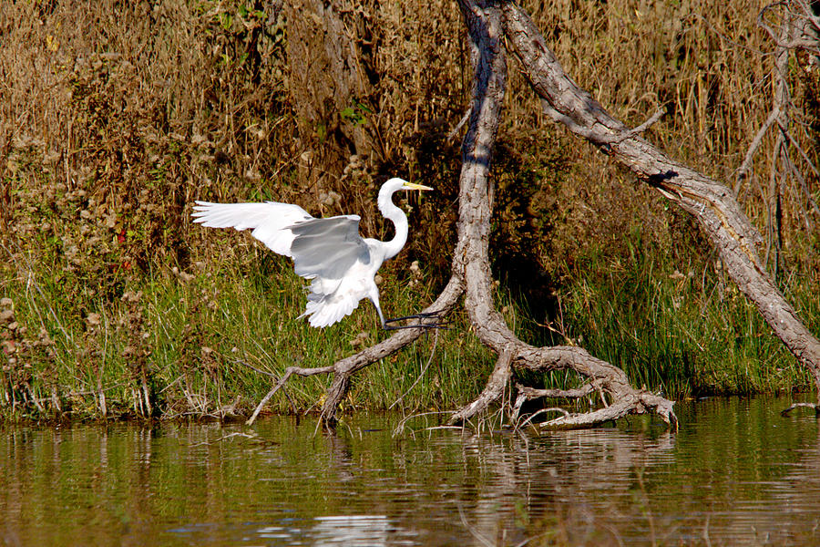 Great Egret Wing Water Reflections 4 Photograph