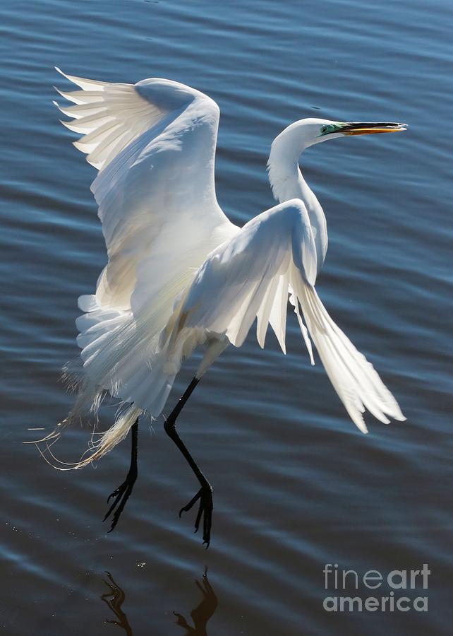 Great Egret Wings Photograph by Carol Groenen