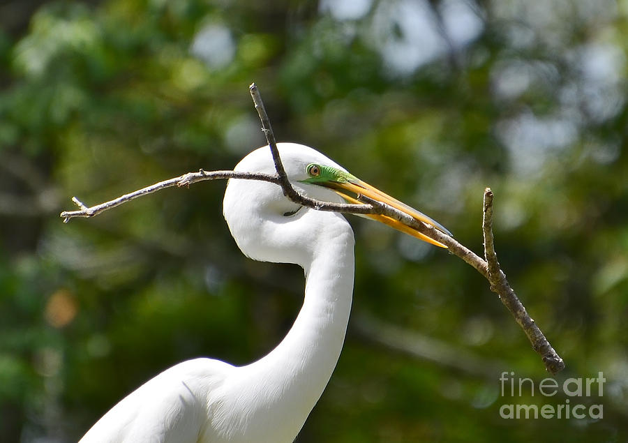 Great Egret With A Nest Branch Photograph by Kathy Baccari