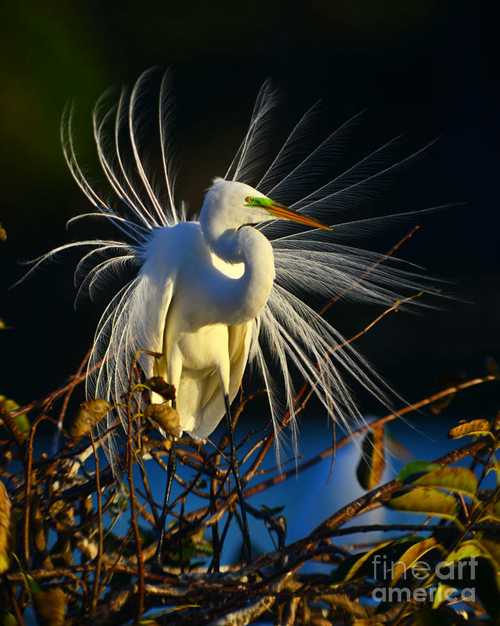 Egret Photograph - Great Egret with Breeding Plumage 1 by Jane Axman