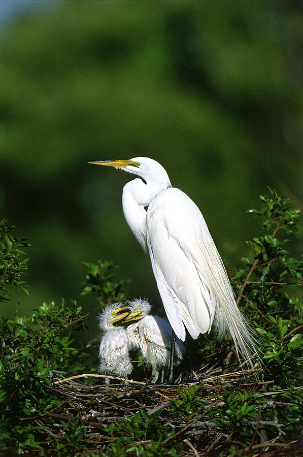 Great Egret With Chicks Photograph by Paul J. Fusco