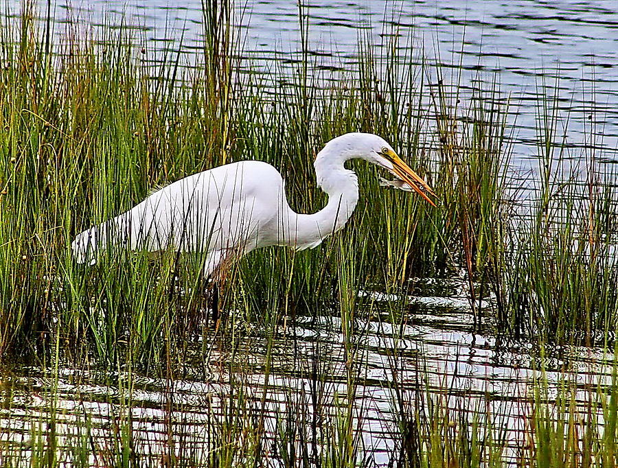 Great Egret with Fish Photograph by David Byron Keener - Fine Art America