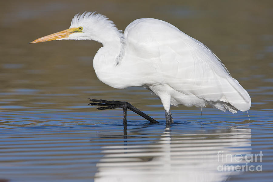 Great Egret with leg up Photograph by Bryan Keil