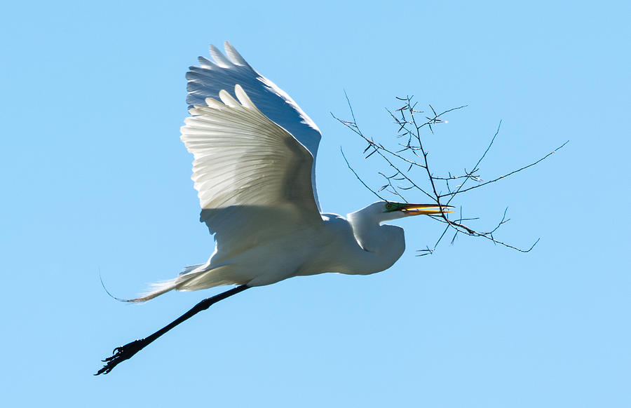 Great Egret with Nest Material Photograph by Mark Little